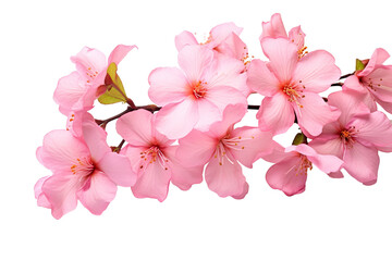 Fototapeta na wymiar Top side closeup macro view of pink flowers with leaves, on a white isolated background PNG