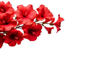 Top side closeup macro view of red flowers with leaves, on a white isolated background