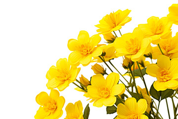 Obraz premium Top side closeup macro view of yellow flowers with leaves, on a white isolated background PNG
