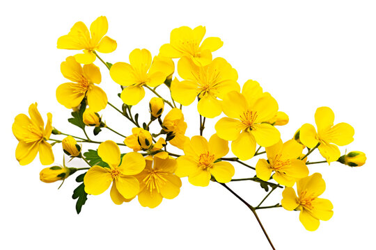 Fototapeta Top side closeup macro view of yellow flowers with leaves, on a white isolated background PNG