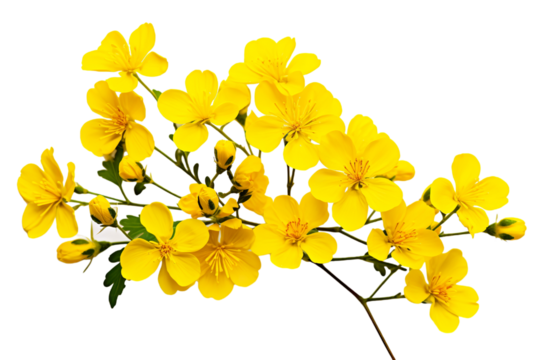 Top side closeup macro view of yellow flowers with leaves, on a white isolated background PNG