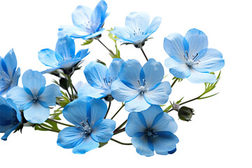 Top side closeup macro view of blue flowers with leaves, on a white isolated background PNG - Powered by Adobe