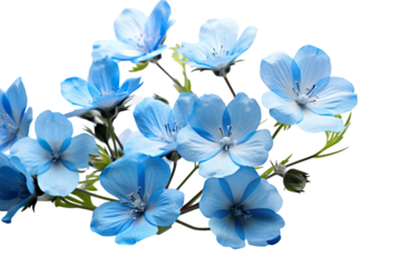 Top side closeup macro view of blue flowers with leaves, on a white isolated background PNG
