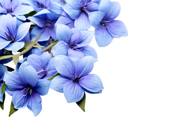 Top side closeup macro view of blue flowers with leaves, on a white isolated background PNG