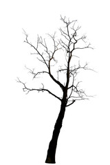Fototapeta na wymiar Tree silhouette on transparent background PNG