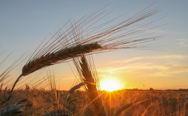 Ears of grain in a field at sunset in Almaty region in Kazakhstan