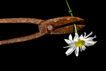 Rusty metal scissors and white chamomile on a black background.