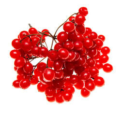 red viburnum berries on a white background.