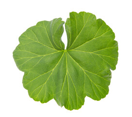 green geranium leaf on white background.