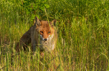 Ein Rotfuchs im hohem Gras