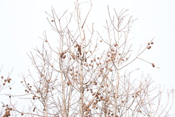 茶色くなったメタセコイアの実