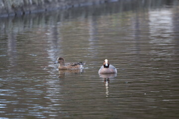 池を泳ぐ複数のヒドリガモ