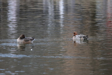 池を泳ぐ複数のヒドリガモ