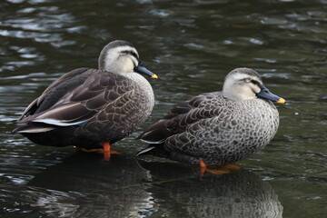 池の人工物の上に立つカルガモ