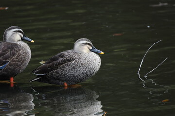 池の人工物の上に立つカルガモ