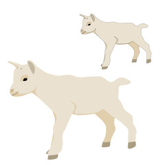 Vector white baby goat standing isolated on white background