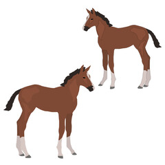 Vector brown foal standing isolated on white background