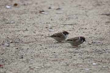 砂地の上に2匹の冬毛のスズメ