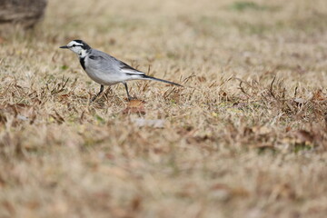 公園の地面を歩くハクセキレイ