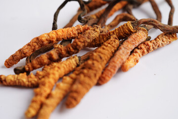 Cordyceps sinensis or Ophiocordyceps sinensis isolated on white background, mushroom herb treatment medicine.