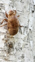 Cicada husk on a tree