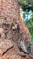 Cicada on a tree