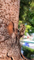 Cicada on a tree (side view) 