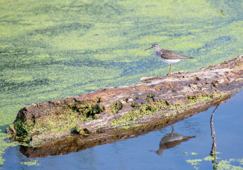 Solitary Sandpiper on Wetland Log