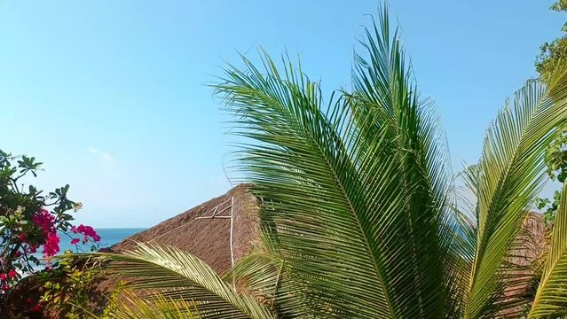 The wind stirs the big leaves of the palm tree against the background of the ocean and the bungalow.
