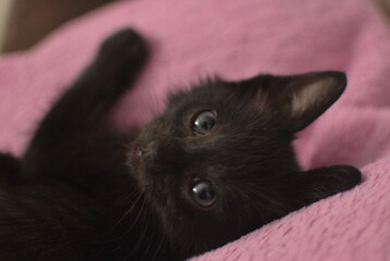 black kitten