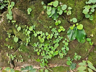 plants growing in the garden
