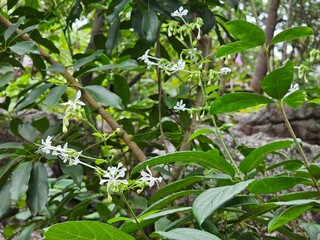 Obraz premium peppers on a tree