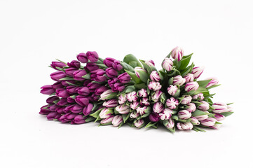 Varieties of tulips on a white background. Bouquet of purple and striped white-violet flowers