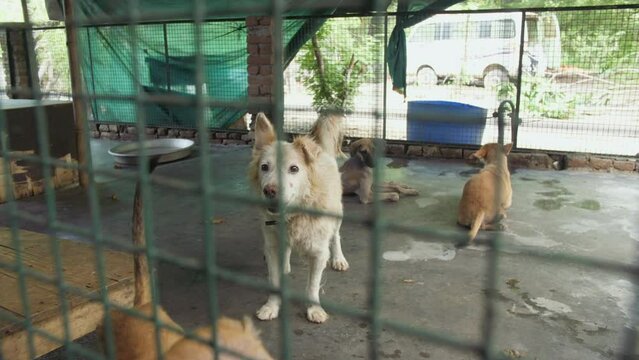 Abandoned street dogs or stray dogs in animal shelter -  asylum for dogs  stray dogs in a cage. A sad homeless dog barks in a cage at an animal shelter- abandoned  homeless  a dog shelter  a veteri...