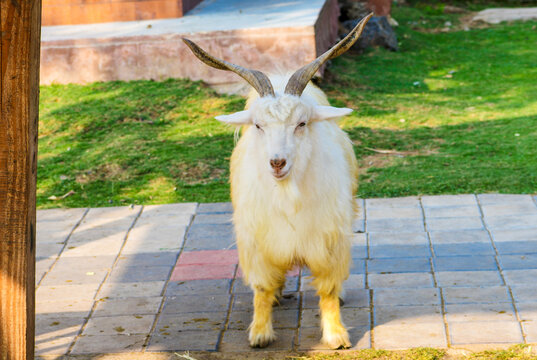 Changthangi goat or white goat for wool