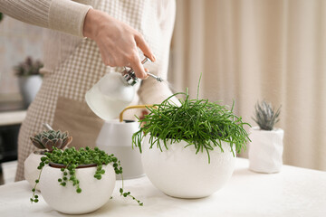 Woman watering Potted Ripsalis house plant in white ceramic pot on a table indoors