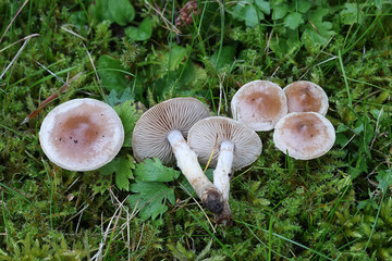 Veiled poisonpie, Hebeloma mesophaeum, also known as poison pie, wild mushroom from Finland