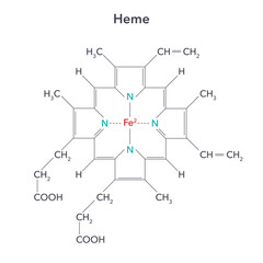 Heme, or haem, is a precursor to hemoglobin biochemistry vector illustration structure