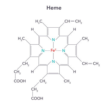 Heme, or haem, is a precursor to hemoglobin biochemistry vector illustration structure