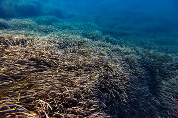 posidonia sea weed plant mediterranean sea minorca bed seascape