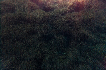 posidonia sea weed plant mediterranean sea minorca bed seascape