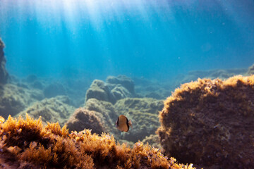underwater ecosystem scenery fish group rock sand mediterranean Minorca