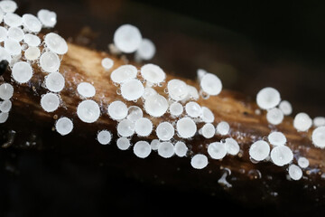 Lachnum pudibundum, tiny white disco fungus from Finland