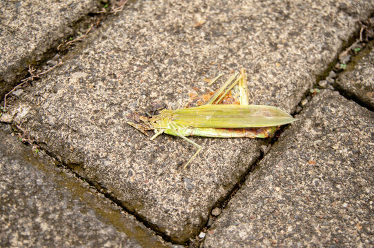 dead grasshoppers eaten by birds and lying on the stone floor