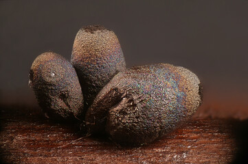 Lamproderma zonatum, a nivicolous slime mold from Finland, microscope image of sporangia