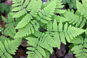Western oakfern, Gymnocarpium dryopteris, also  known as common oak fern , oak fern or northern oak fern, wild plant from Finland