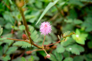 Maluku flowers are believed to be a powerful medicine in parts of Asia