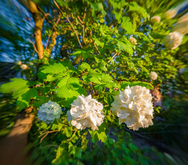 White balls of Hydrangea arborescens. Chinese snowball viburnum, Viburnum Roseum Buldenezh. Fresh green scene of botanical garden with Hydrangeaceae family plants. Anamorphic macro photography. - Powered by Adobe