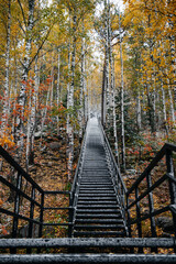 Fototapeta na wymiar a staircase in the autumn forest swept by snow