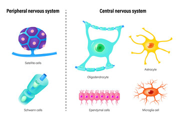 Types Of Neuroglial Cells vector. Peripheral nervous system and Central nervous system. Satellite glial, schwann cell, Astrocyte, Oligodendrocyte, Ependymal cells and Microglia cell. - obrazy, fototapety, plakaty